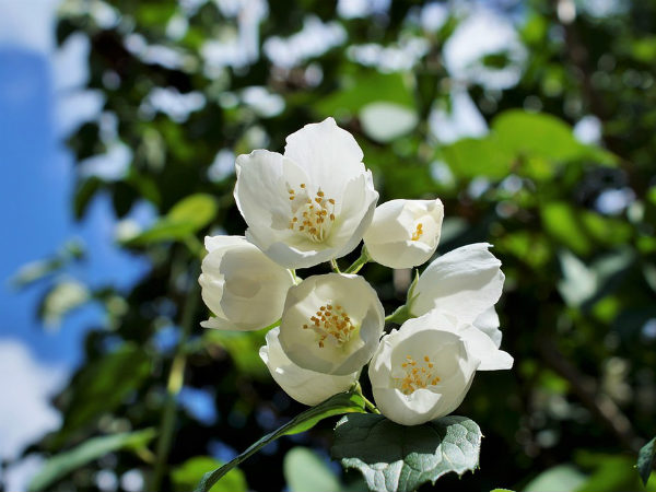 ৩. জুঁই ফুল: