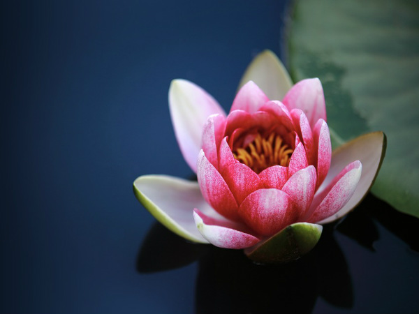 ৪. পদ্ম ফুল: