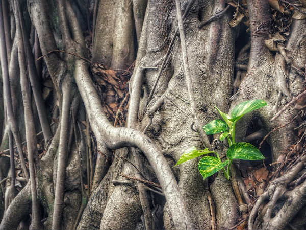 ৪. মানি প্লান্ট: