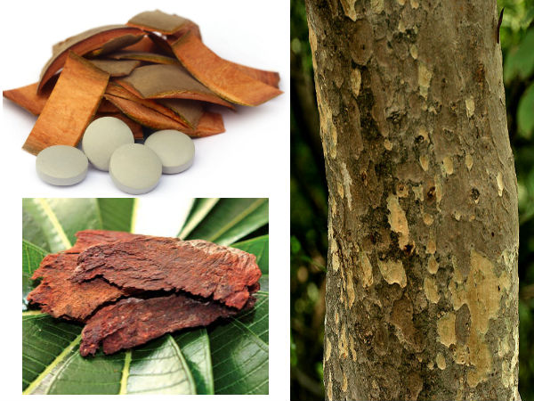 ৪. অর্জুন গাছের ছাল: