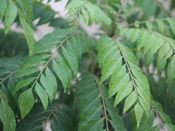 ৬. ত্বকের সংক্রমণের প্রকোপ কমায়: