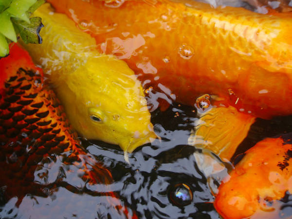 ৬. আয়না, মাছ এবং হলুদ: