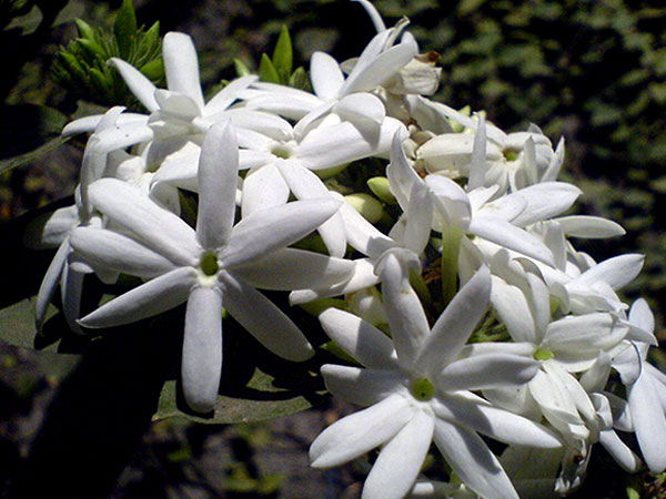 ৭) জুঁই