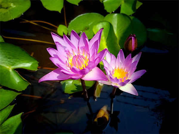 ৬) পদ্ম