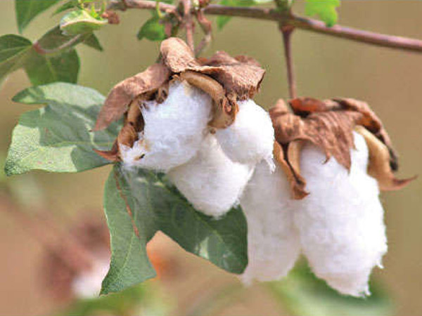 তুলা