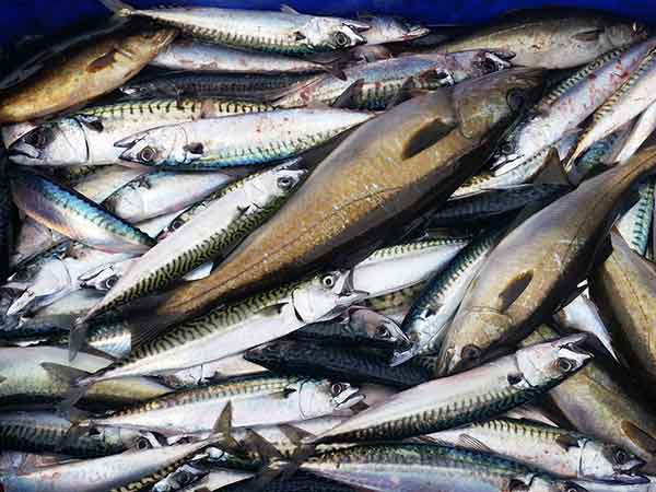মাছ