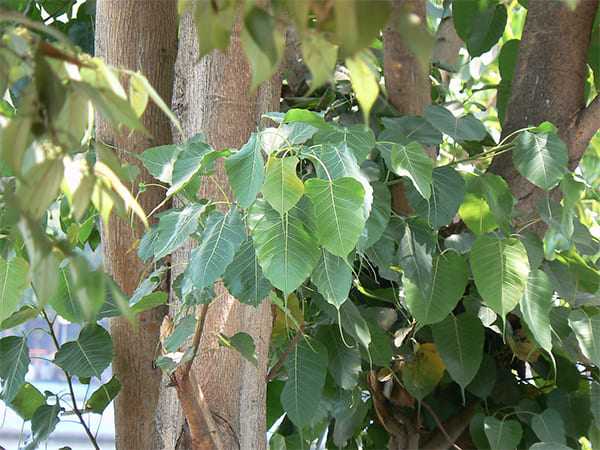 ৭) অশ্বত্থ গাছের পূজা করুন