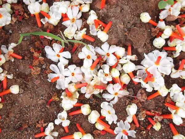এই কারণেই একে রাতের রানী বলা হয়