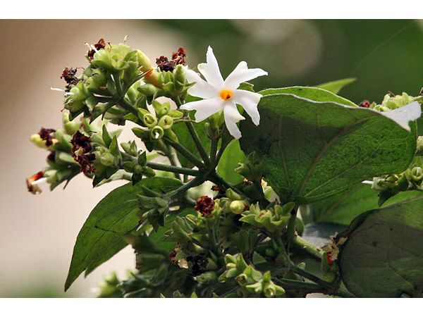 শিউলি গাছকে কল্পবৃক্ষ বলা হয়