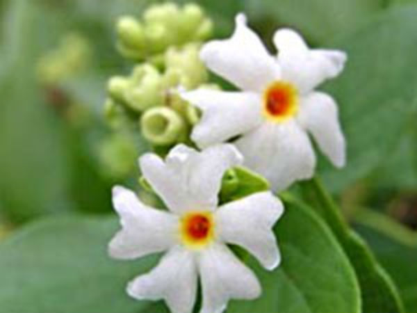 মাতা সীতা এই ফুল দিয়ে সাজতেন