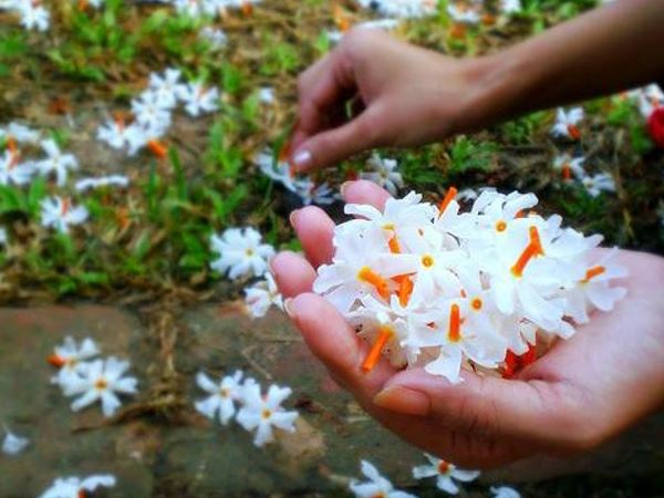 গাছ থেকে পড়ে যাওয়া ফুলের ব্যবহার