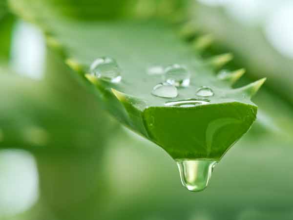 ৩) অ্যালোভেরা ও সর্ষে তেল