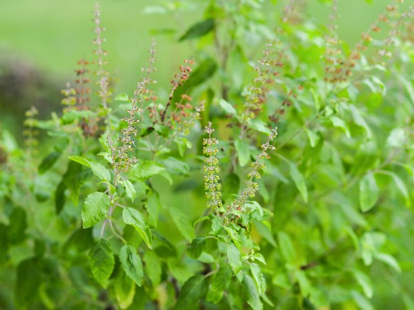 কতটা এবং কীভাবে খাবেন?