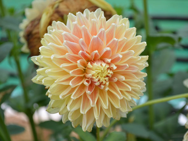 ডালিয়া ফুল