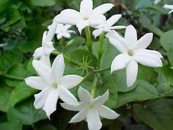 জুঁই