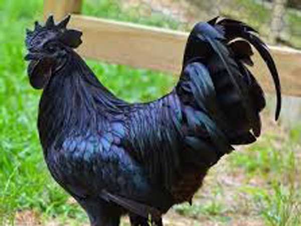 নিউট্রিশন ভ্যালু