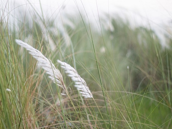 কাশ ফুল