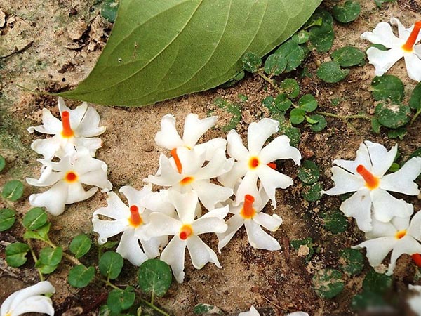 শিউলি ফুল