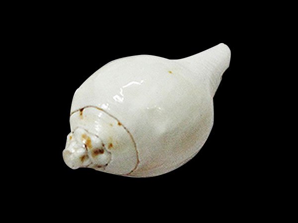ক) শঙ্খ