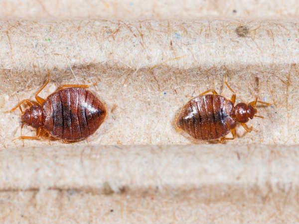 কীটনাশকের ব্যবহার