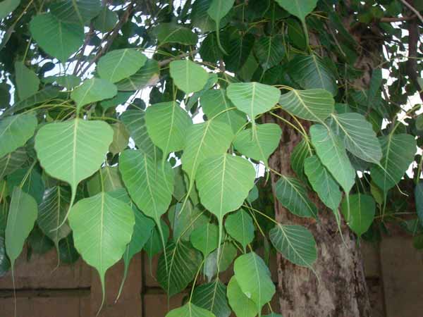 ৫) রাতে অশ্বত্থ গাছের সামনে যেতে নেই