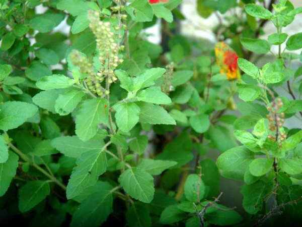 ১২) তুলসি