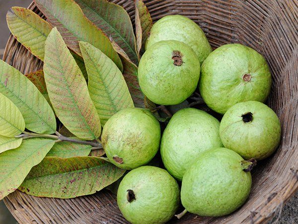 ৭) পেয়ারা পাতা