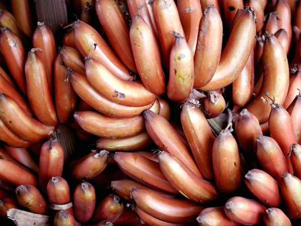 পুষ্টিতে পরিপূর্ণ