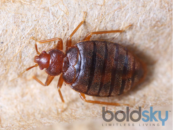 4) Eliminates bed bugs