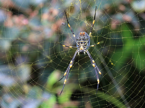 মাকড়সার জাল