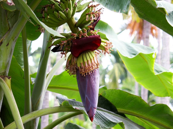 ২) মেজাজ ভাল রাখে