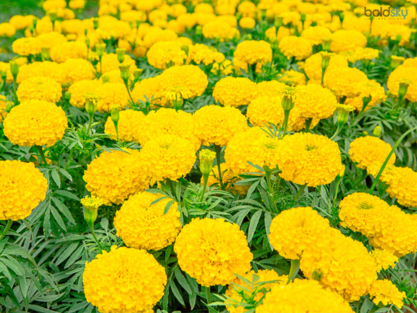 গাঁদা
