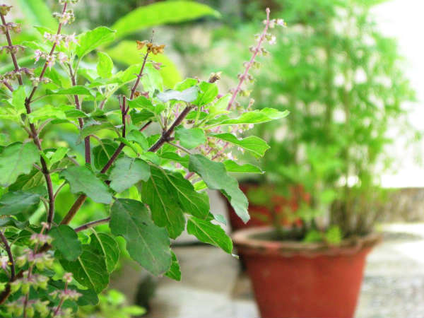 তুলসি