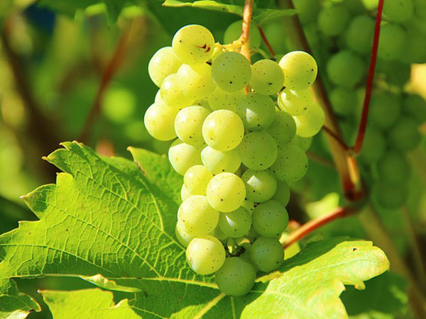 green grapes during pregnancy