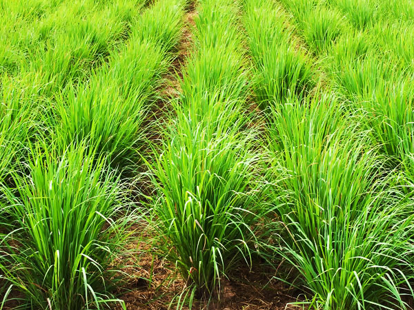 লেমন গ্রাস