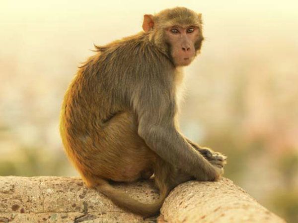 মাঙ্কি বি ভাইরাস কীভাবে ছড়ায়?
