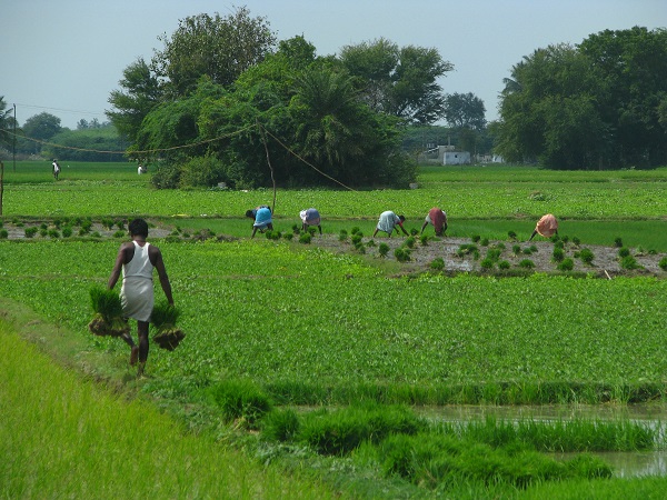 আষাঢ় অমাবস্যার তাৎপর্য