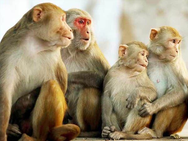 এই ভাইরাস দ্বারা সংক্রমণের ঝুঁকি কাদের বেশি?