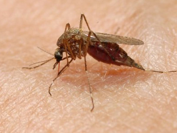 DENV-2 সংক্রমণও কী করোনা সংক্রমনের মতো মারাত্মক?