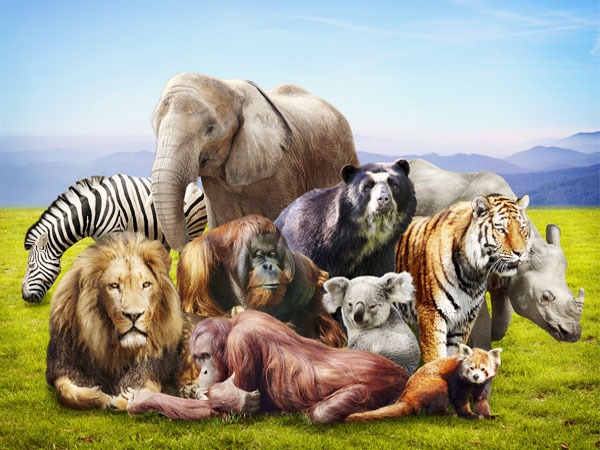 ওয়ার্ল্ড অ্যানিমেল ডে-এর ইতিহাস