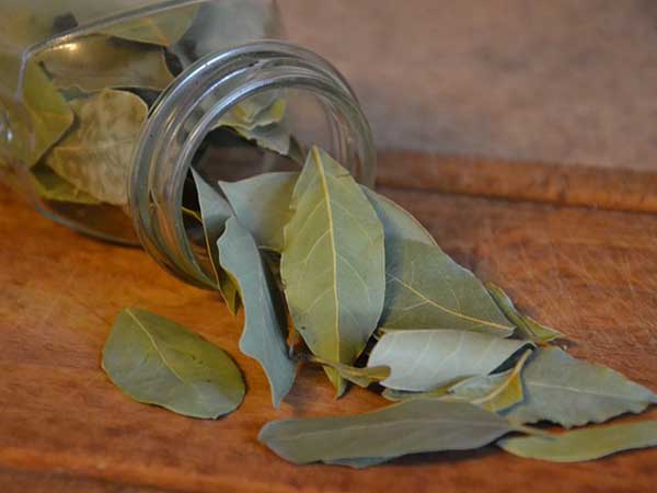 Health benefits of bay leaves