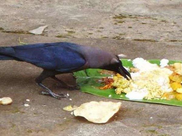 পিতৃদোষ থেকে মুক্তি মেলে