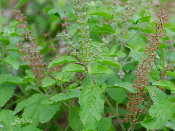 ১) তুলসী গাছ