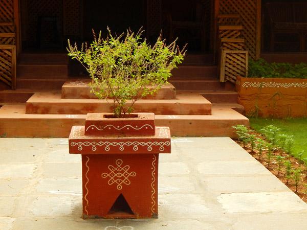 তুলসী গাছের যথাযথ যত্ন নিন