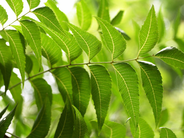 ৩) নিম, হলুদ এবং করলা