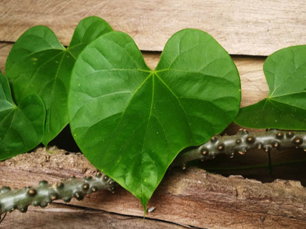 গিলয়ের ডাল ব্যবহার করুন