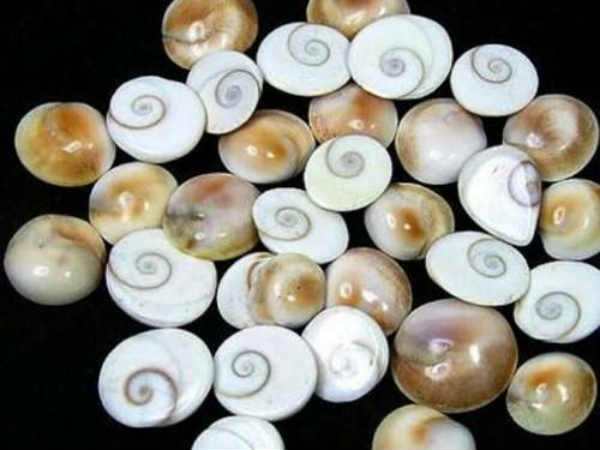 গোমতী চক্র গর্ভধারণে সাহায্য করে