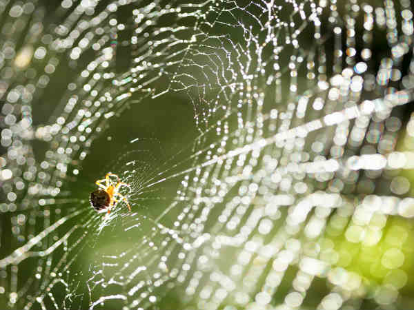 মাকড়সার জাল দেখতে নেই