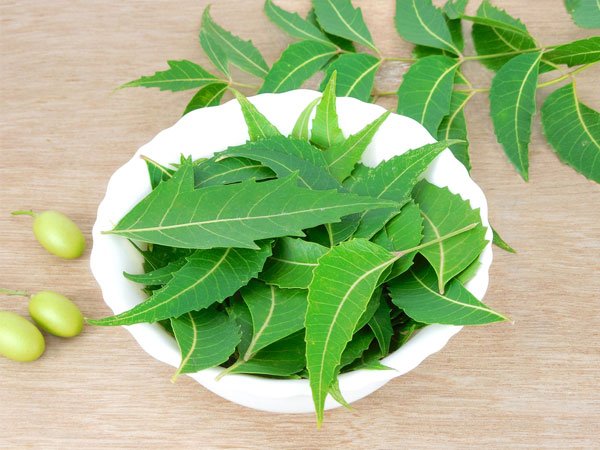 ১) তেজপাতা বা নিম পাতা