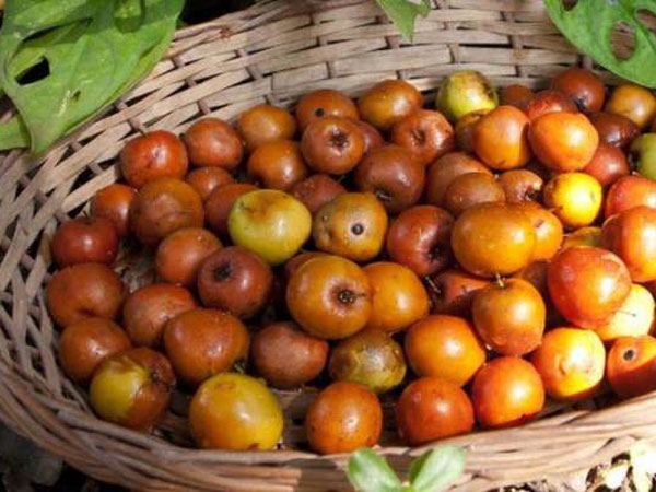 কুল গাছ